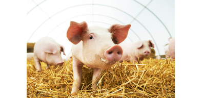 Лечение и профилактика анемии у свиней