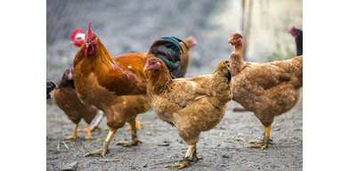 Пастереллез (холера) сельскохозяйственных птиц: признаки, симптомы и лечение