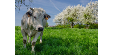 Диагностика стельности у коров