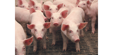 5 наиболее частых инфекционных заболеваний у свиней