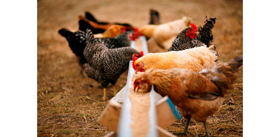 Лечение эймериоза (кокцидиоза) у сельскохозяйственных птиц